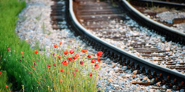 線路と秋の花