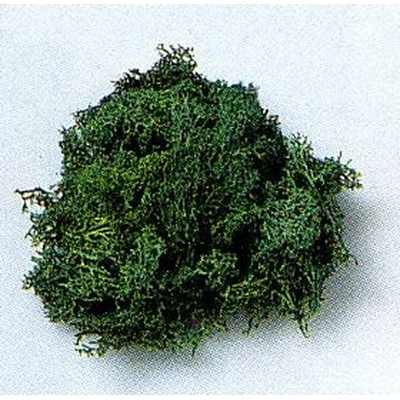 ライケン (各種) 