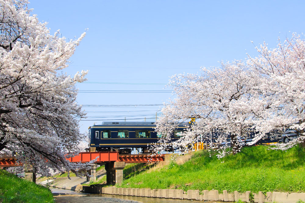 川の堤防沿いの満開の桜の中を走行する近鉄16200系「青の交響曲」