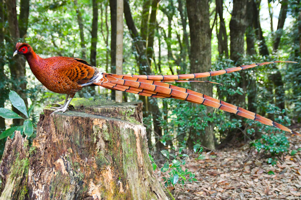 群馬県の県鳥「やまどり」